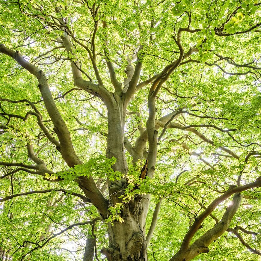 low angle shot photography of green trees